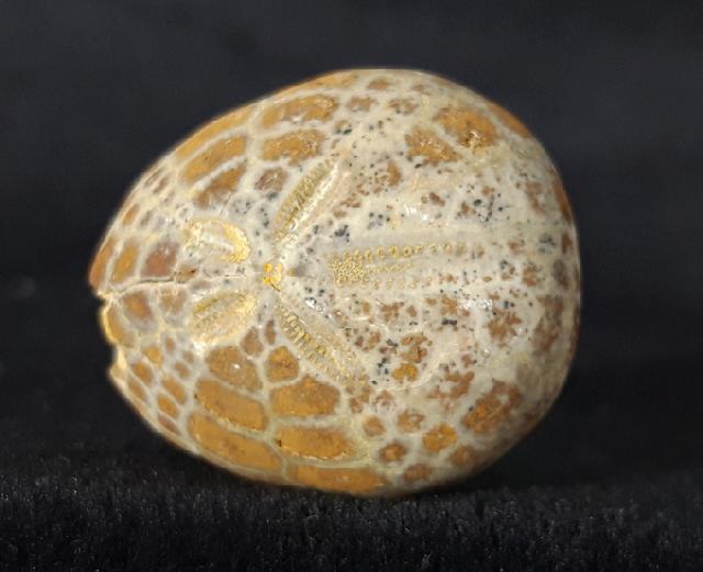 Cyclaster pfenderae (LAMBERT 1936) - Bild &copy; FossNet FossilienStore